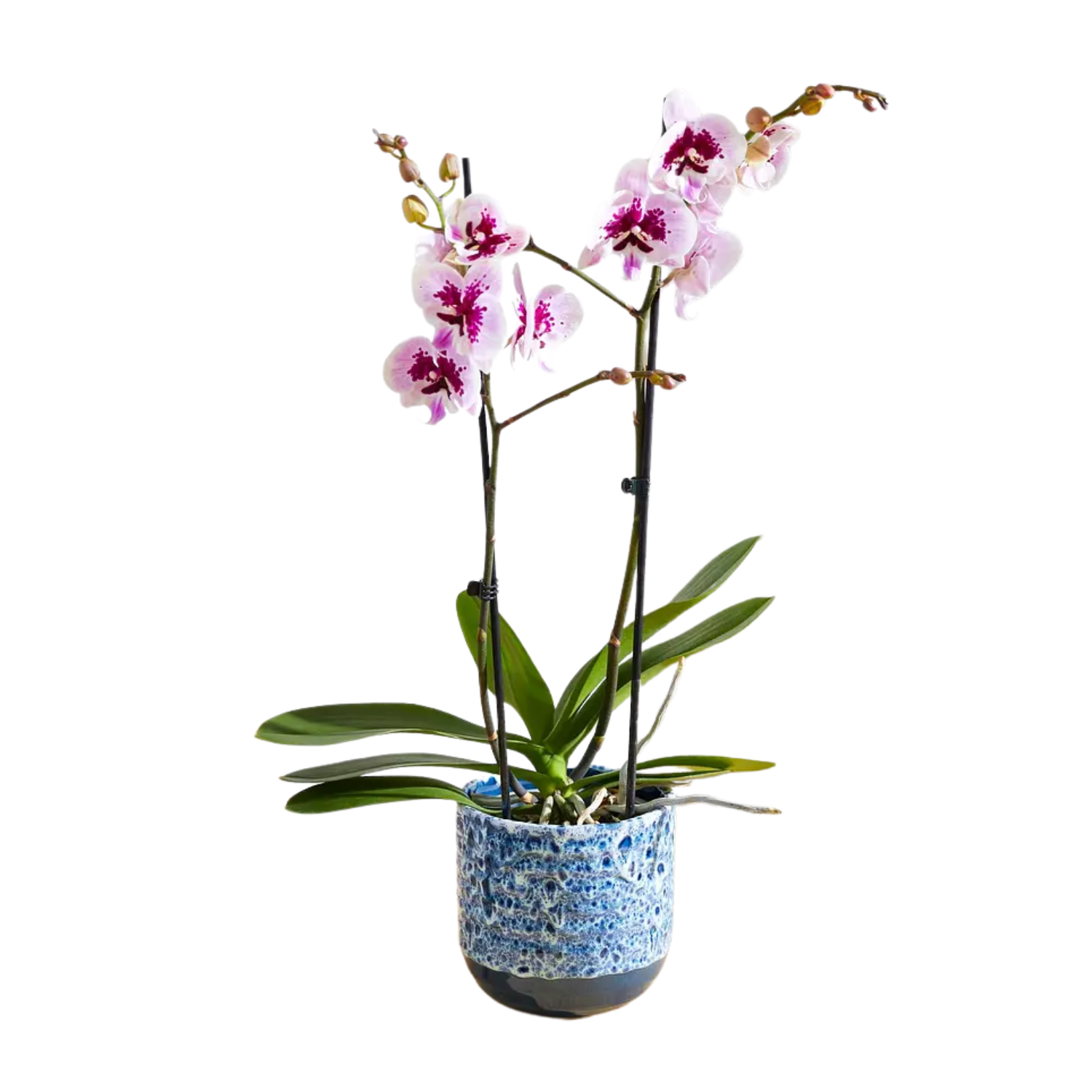 A tall speckled orchid from Bloom & Wild