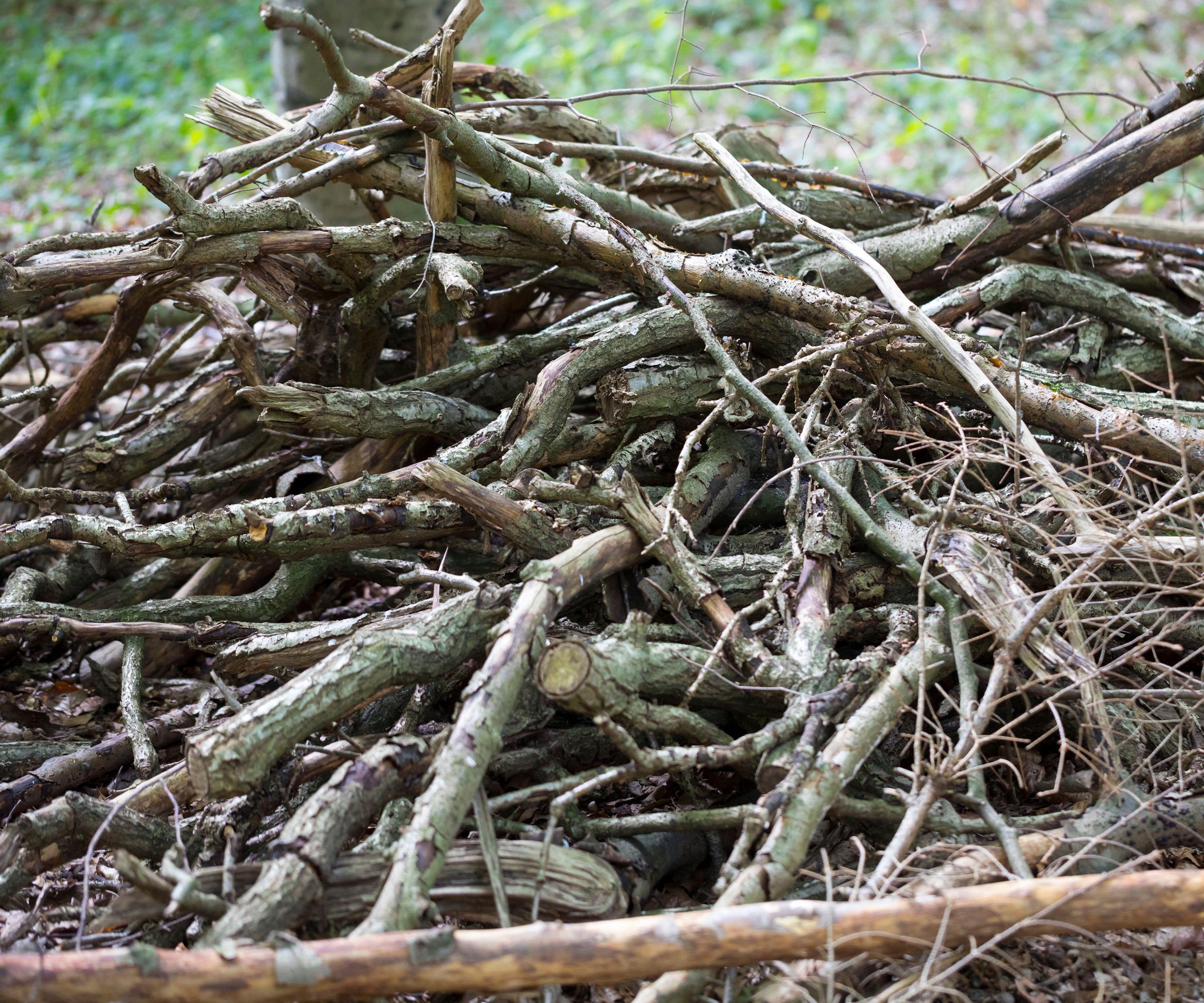 Deadwood pile