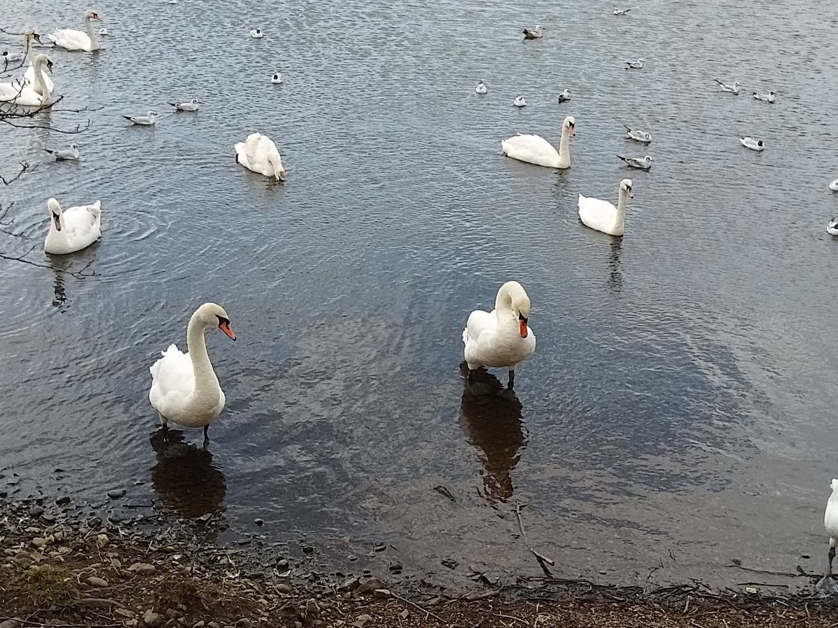 A Nokia G11 camera sample
