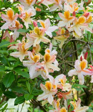 Late spring flowers of the deciduous Ghent azalea, Rhododendron 'Gloriosa'