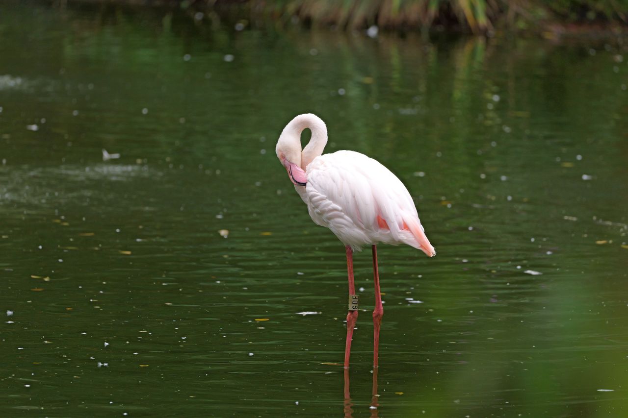 A flamingo stand in a lake preening its feathers