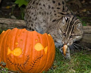 boo-zoo-album-2-fishing-cat-101028