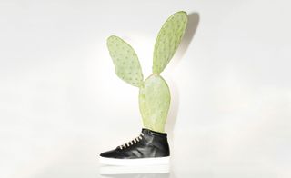 Cactus growing from the shoe