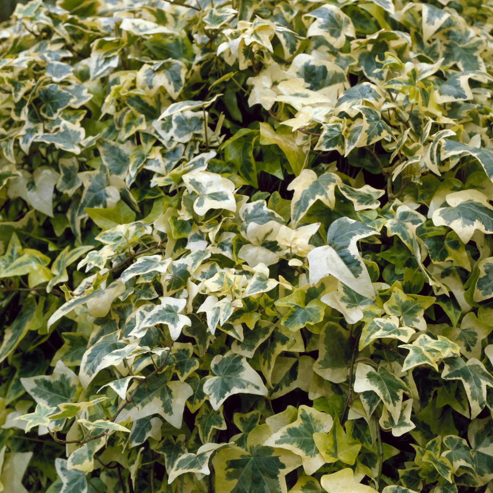 Is ivy bad for trees? Here's what garden experts say Gardeningetc