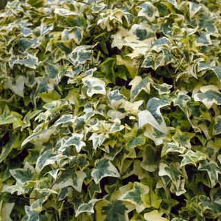 best climbing plants: Hedera helix ivy