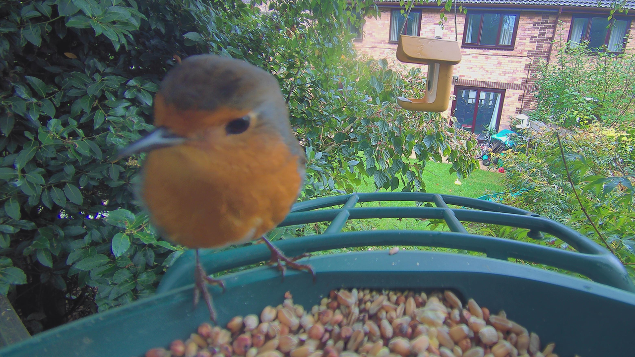 Sample images from the Kiwibit Beako birdfeeder