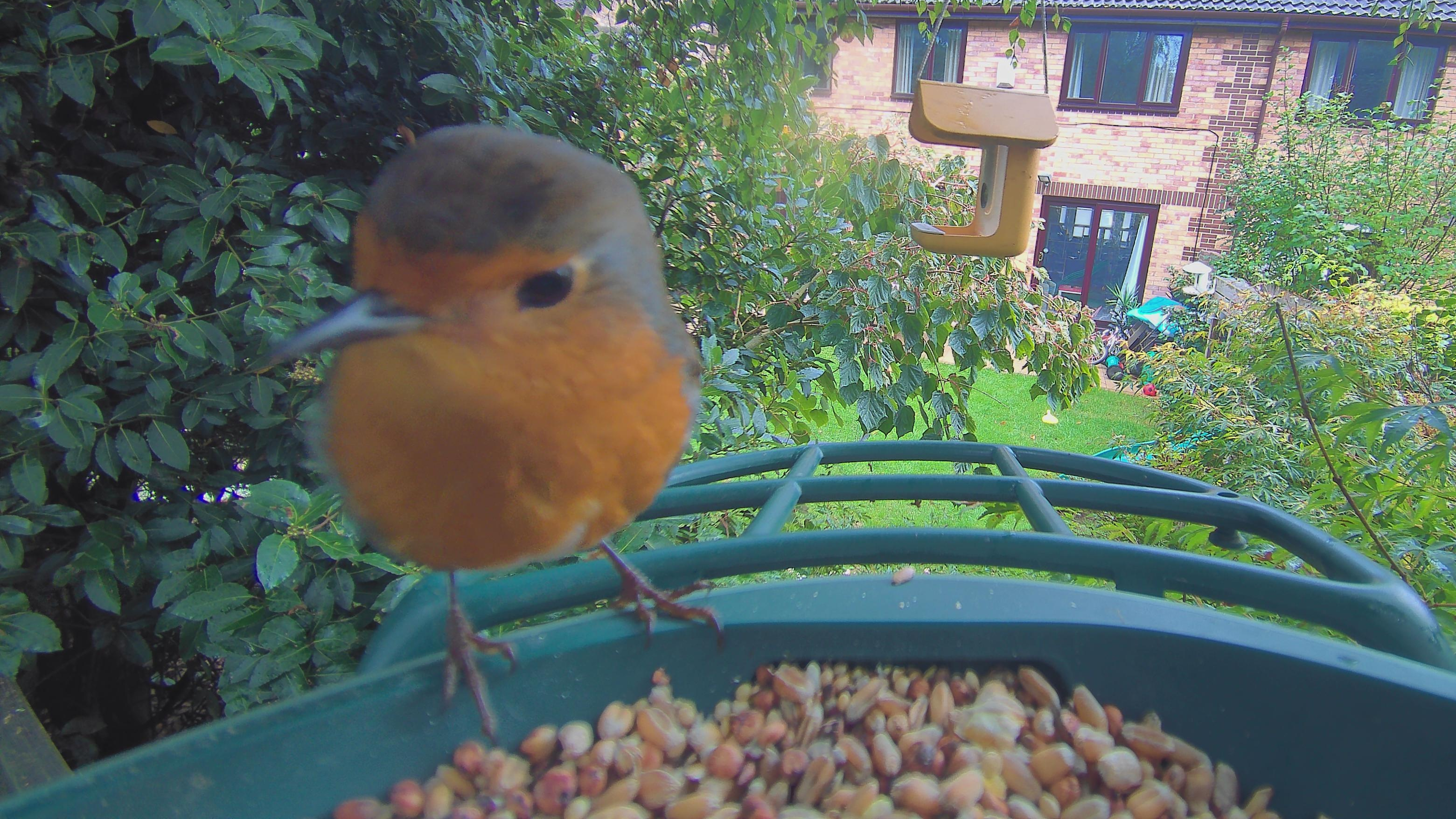Sample images from the Kiwibit Beako birdfeeder