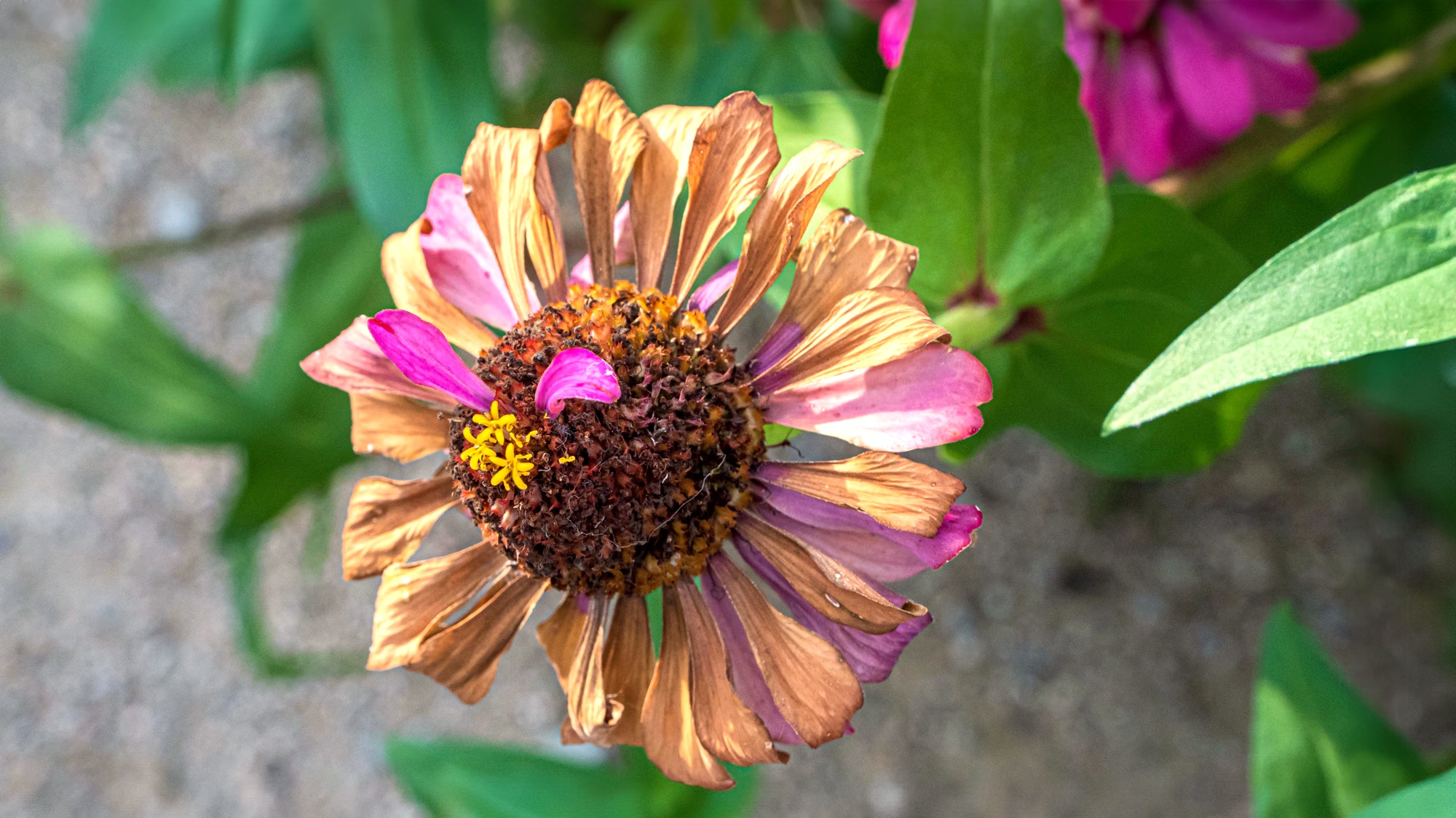 dry zinnia flower head with seeds for harvesting