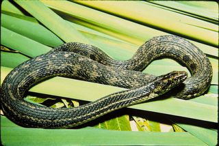 Florida snake