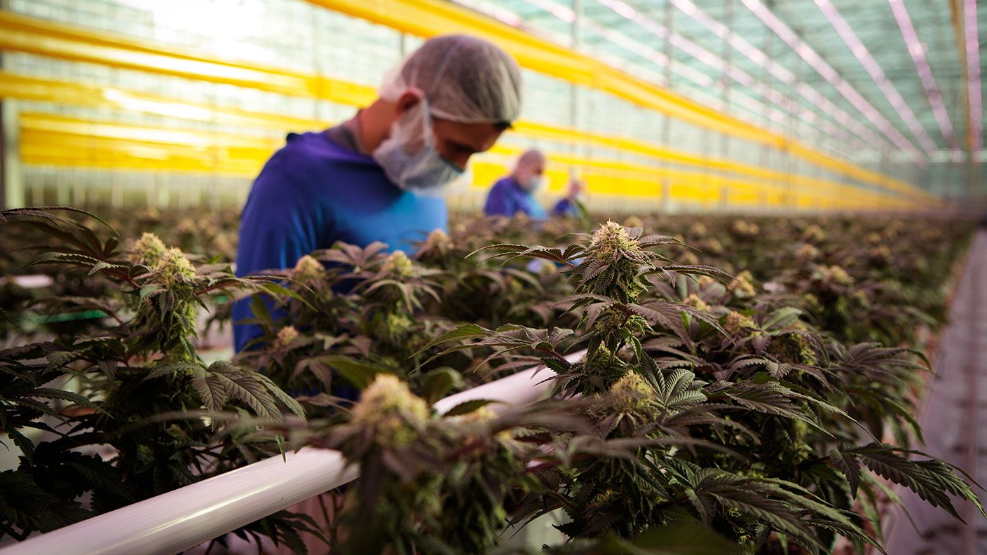 How you can profit from the fast-growing cannabis industry | MoneyWeek