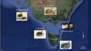 During the last ice age, these islands were connected with Australia's mainland. Once sea levels rose around 11,500 years ago, the islands and the emus on them became isolated.