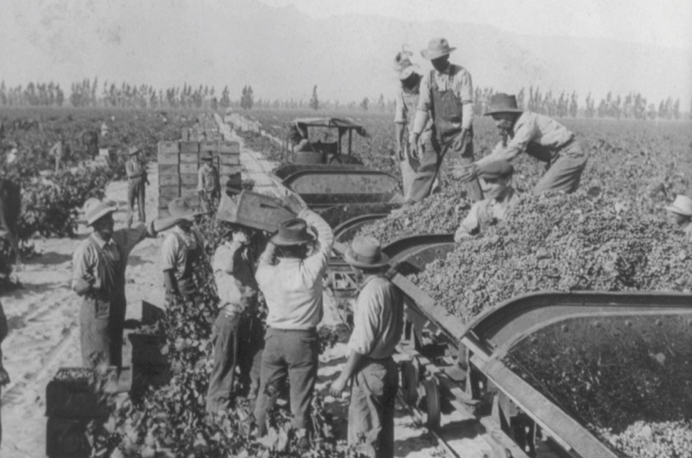 Loading grapes in vineyards of Guasti, California