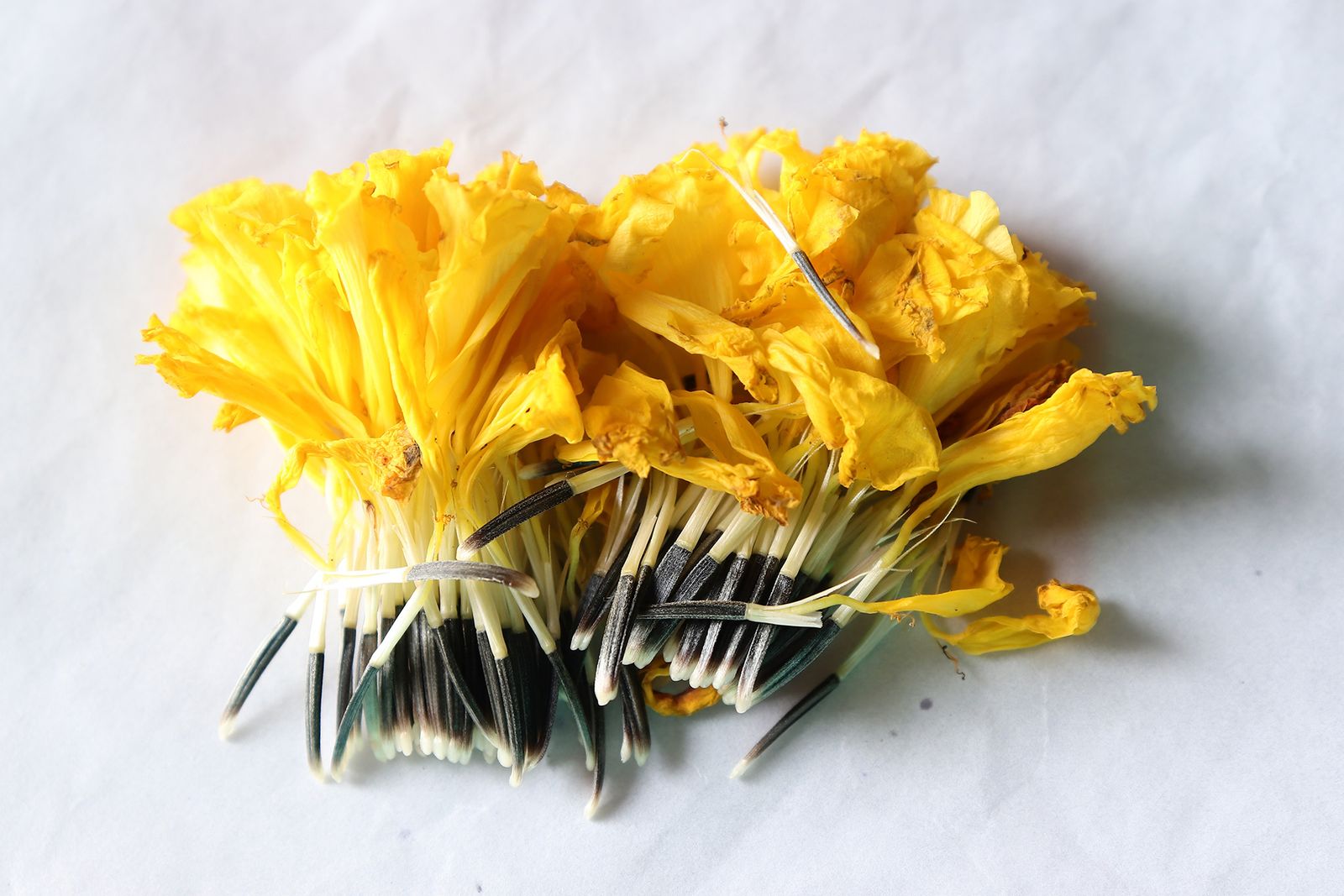 How To Grow Marigolds From Seed | Homes & Gardens