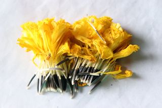 how to grow marigolds from seed GettyImages-1185202371
