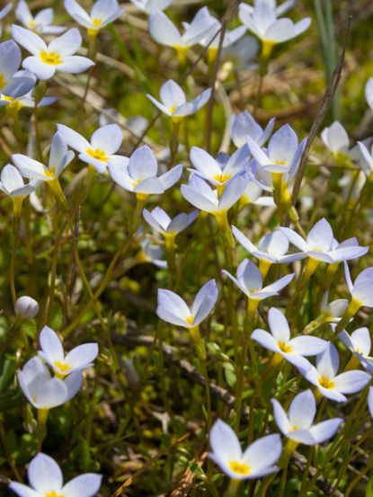 Quaker Lady Bluets