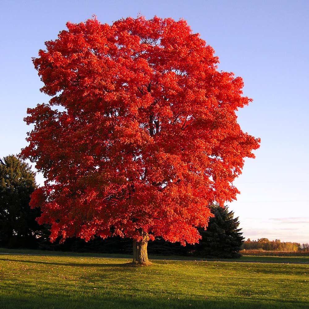 Red Sunset&amp;reg; Maple Tree