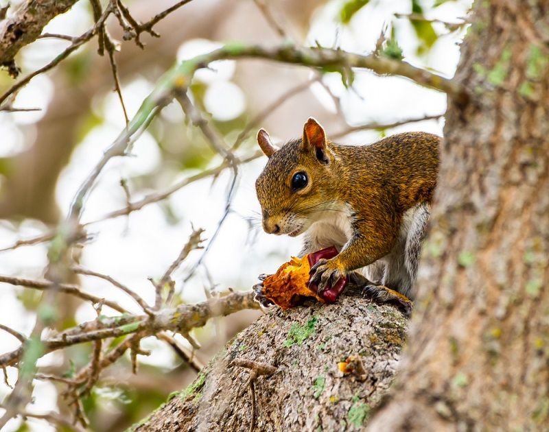 A squirrel in a tree.