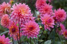 Sarah Raven’s favourite varieties of dahlia