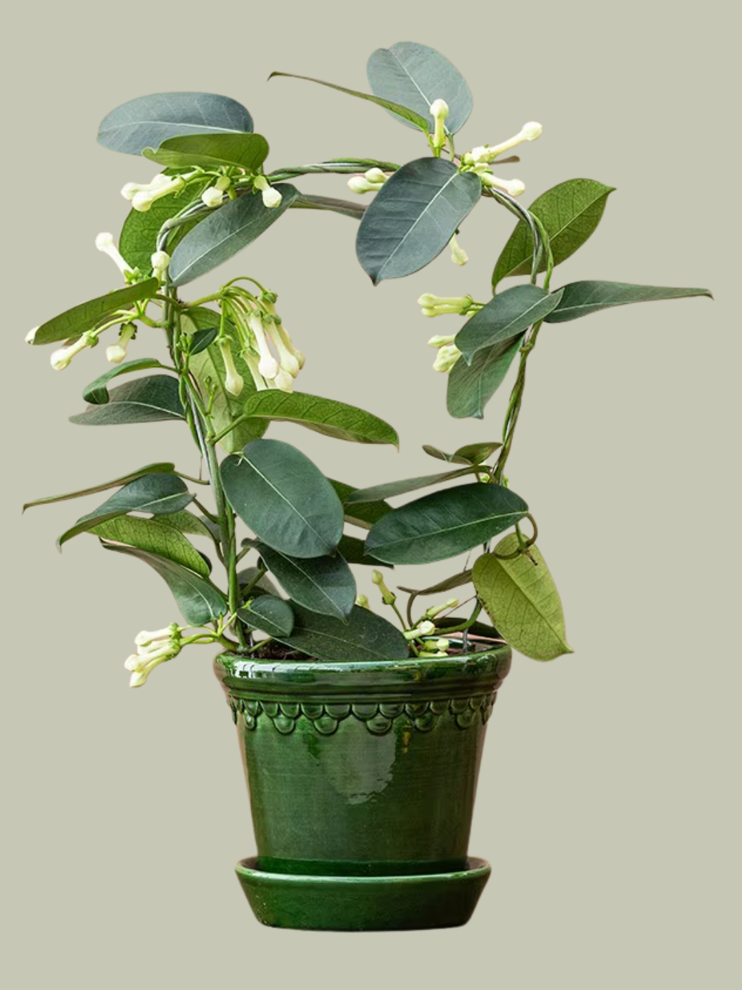 A potted jasmine plant in a glazed green pot with a saucer