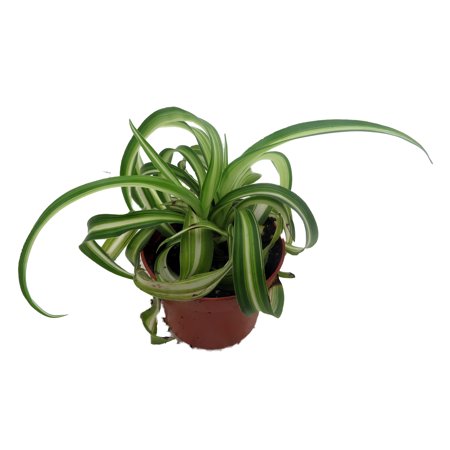 Bonnie Curly Spider Plant - Clean Air Plant - 2.5" Pot
