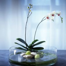 orchid growing in a low bowl of water with stones