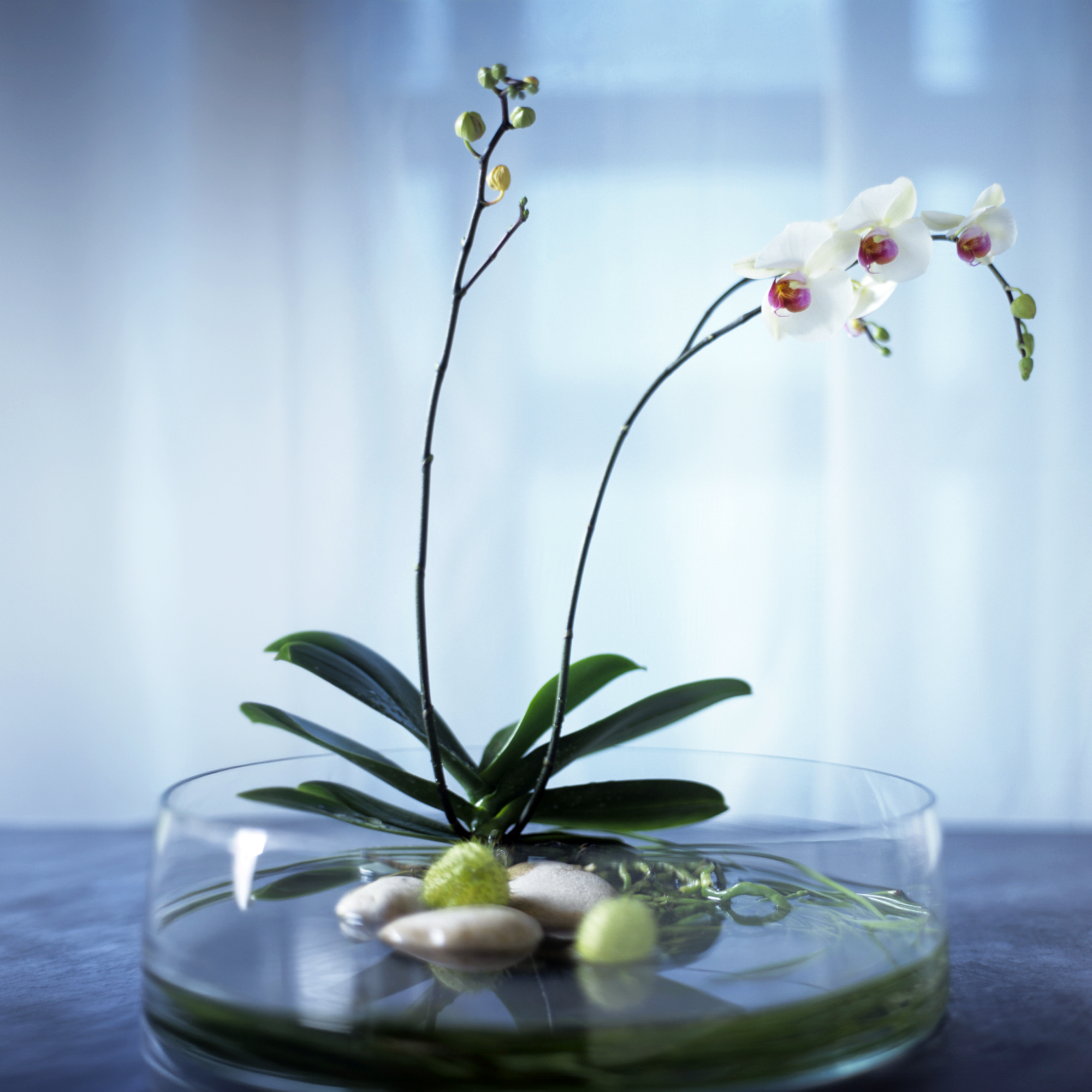 orchid growing in a low bowl of water with stones