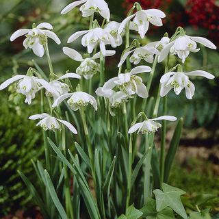 Van Zyverden Galanthus Snowdrops 