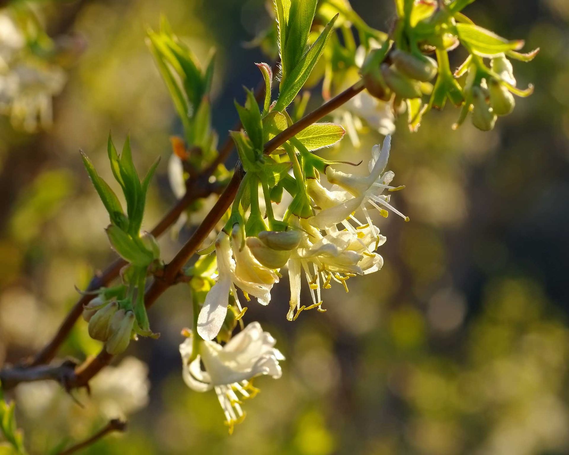 Types Of Honeysuckle: 10 Beautiful Varieties For Your Garden | Gardeningetc