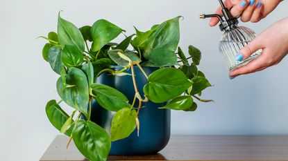 A heart-shaped philodendron