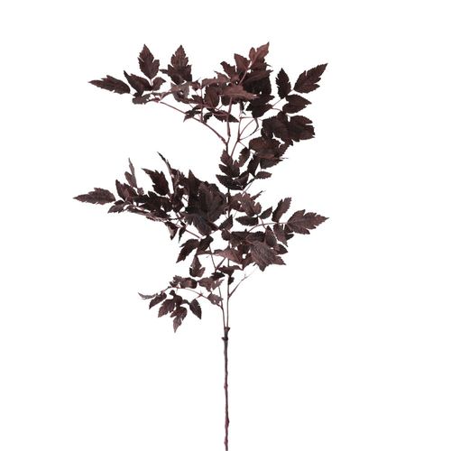 Plum Fake Cimicifuga Ramosa Leaves