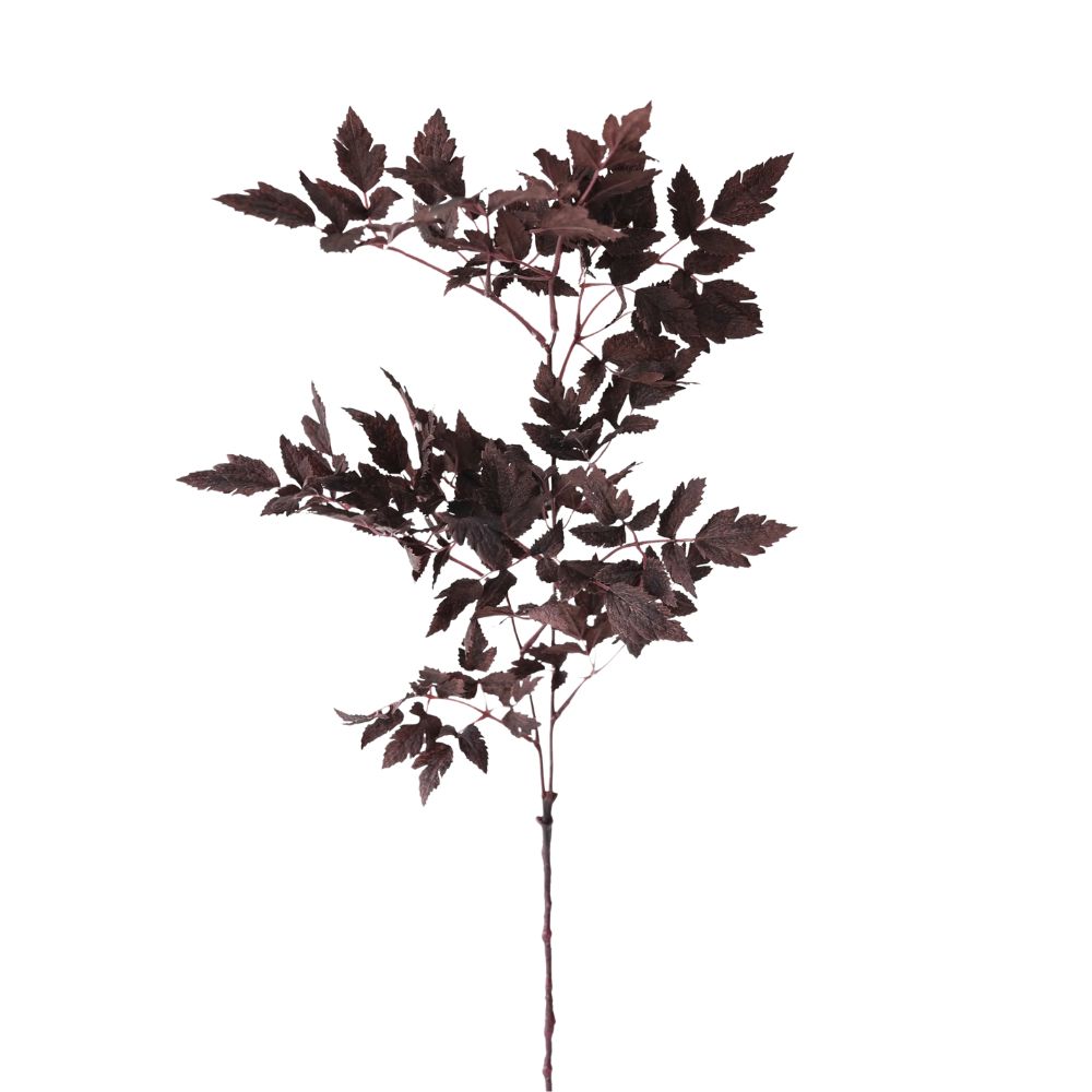 Plum Fake Cimicifuga Ramosa Leaves