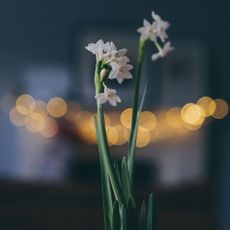 Paperwhite daffodil bulb centerpiece