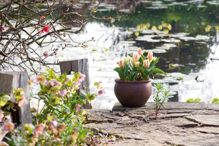 potted tulips by a garden pond