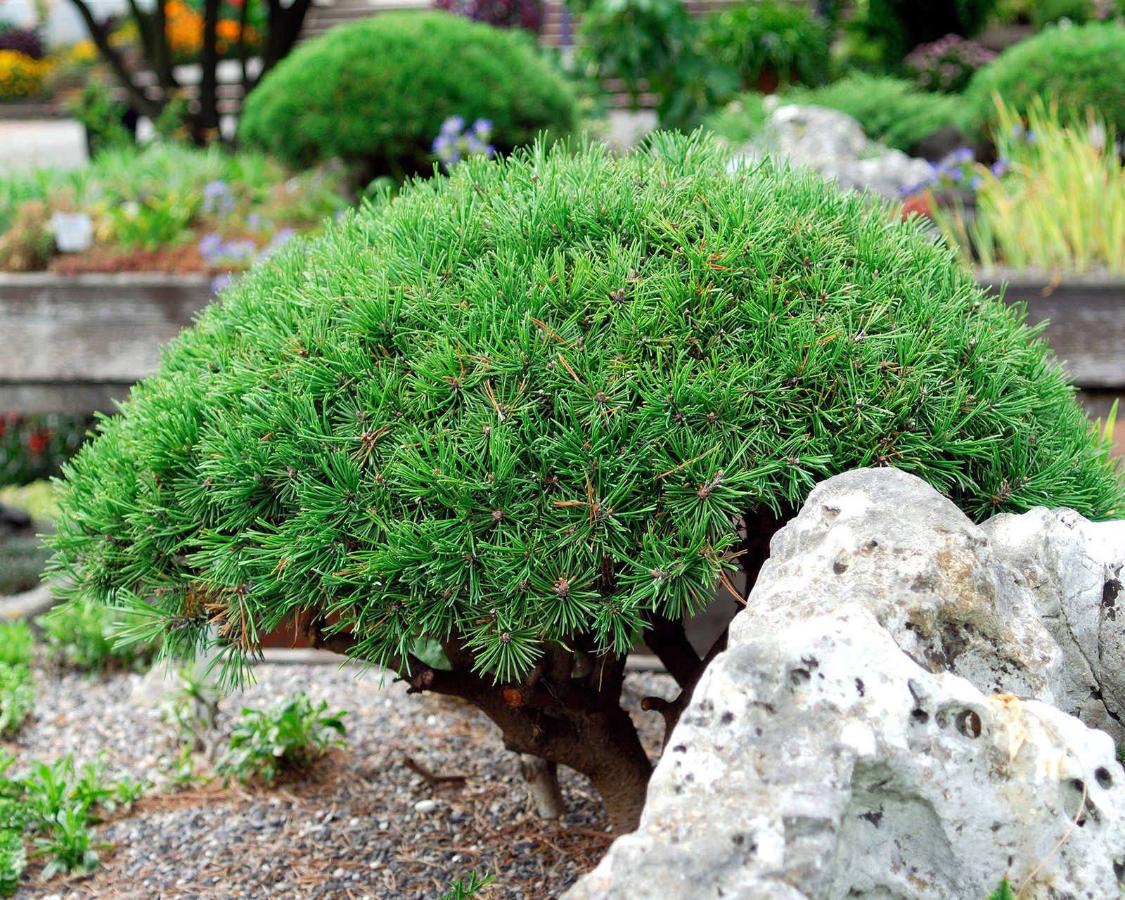 Best pine trees to grow 11 choices for yards of all sizes Gardeningetc