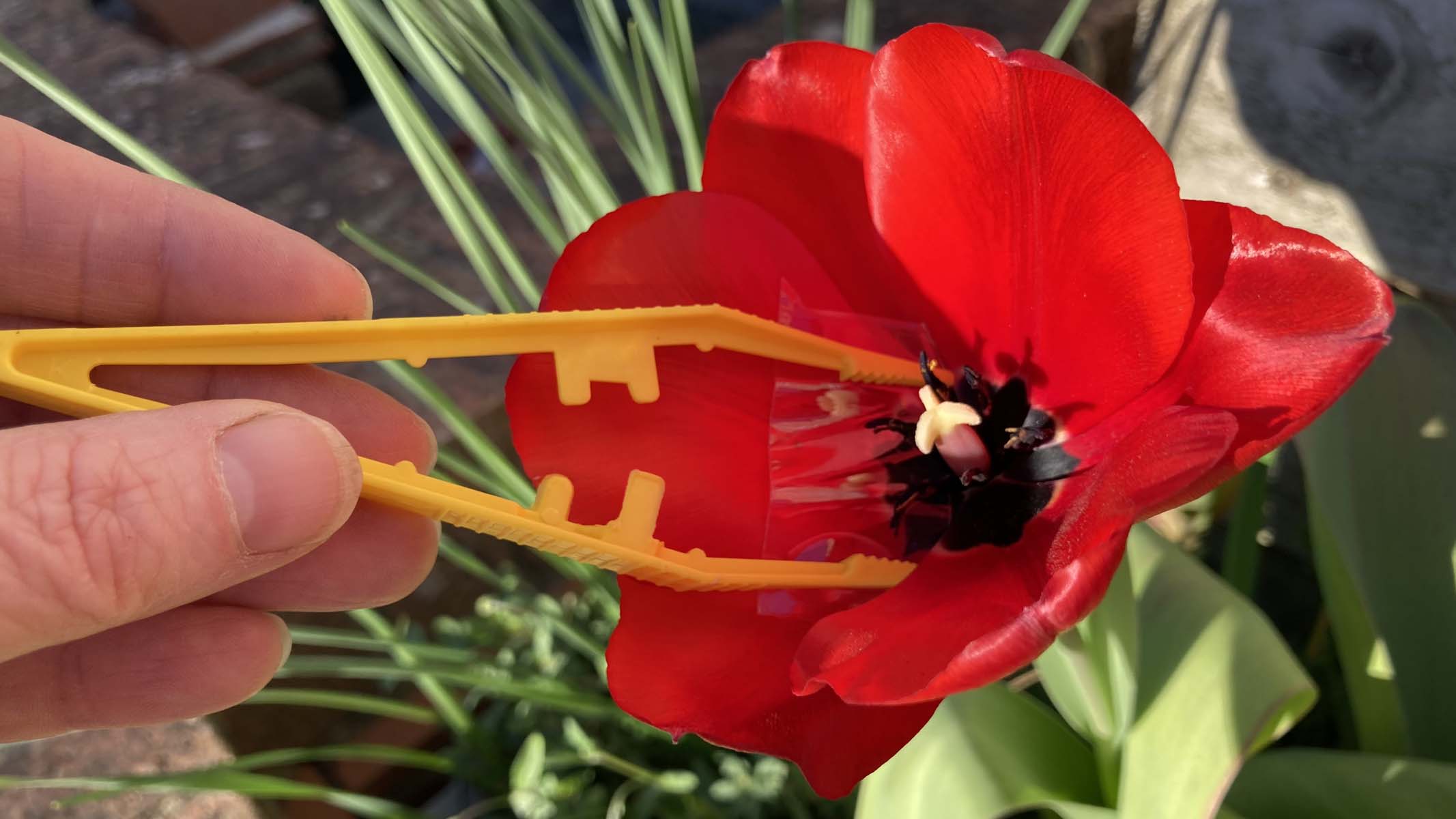 collecting pollen from a red tulip with tweezers