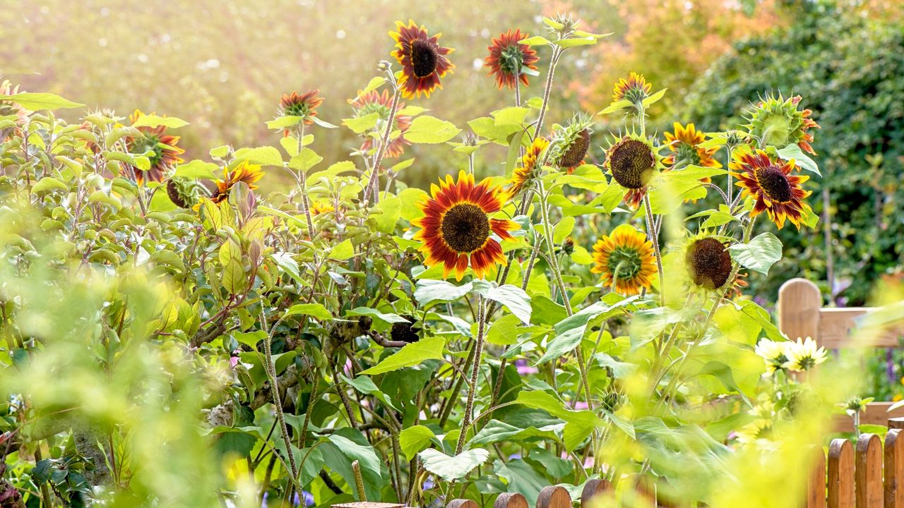 Sunflowers growing in a summer garden behind a sunlit fence