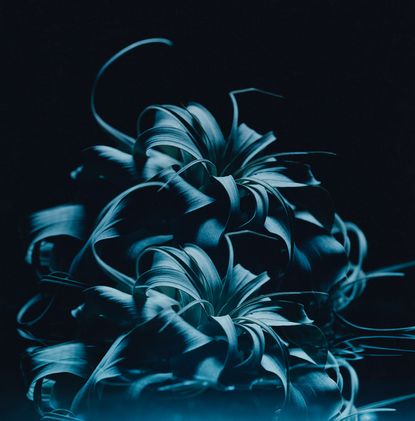 Black background, botanical flower