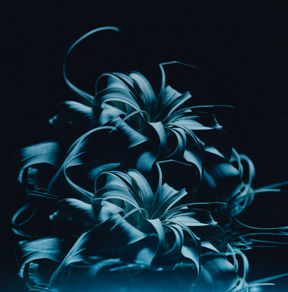 Close up of blue leafy flower