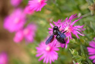 how to get rid of carpenter bees: Carpenter bee on pink wildflower