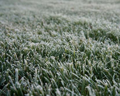 How to protect new grass from frost: winter-proofing tips | Gardeningetc