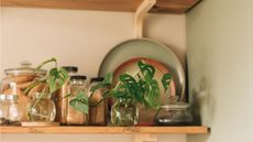 Houseplant cuttings on kitchen shelf