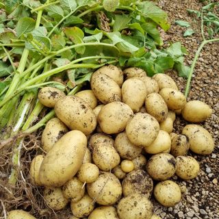 freshly grown potatoes on soil