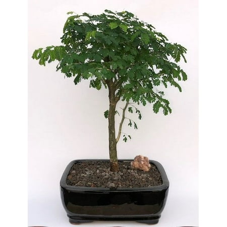O'force Flowering Brazilian Raintree Bonsai Tree Large 15 Years Old, 16-17&amp;quot; Tall Great for Home Garden Office