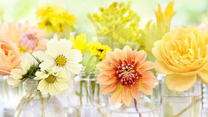 chrysanthemums and cosmos in glass vases