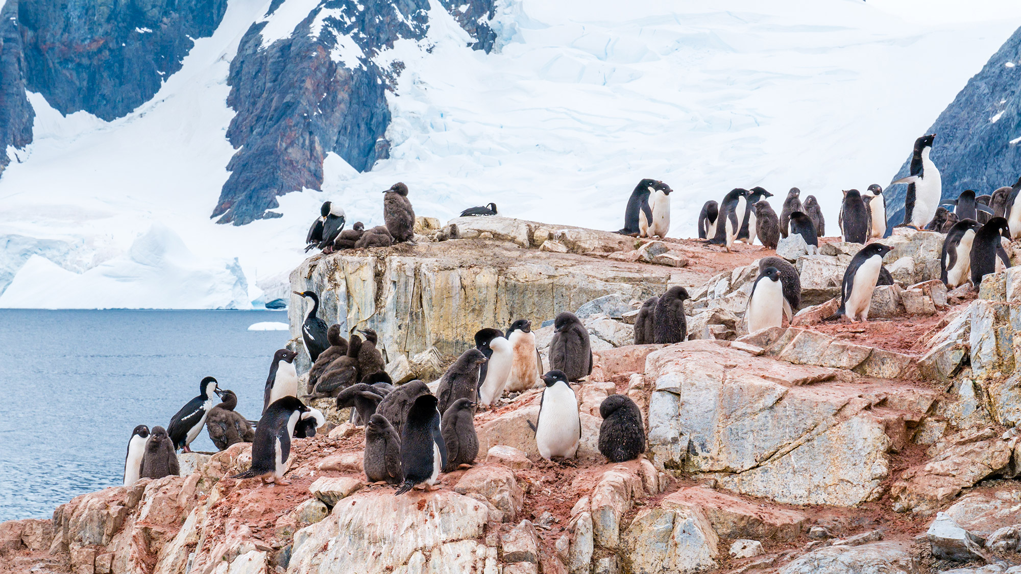 Cooped Up At Home You Can Help Scientists Spot Penguins From