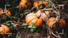 picture of pumpkins in patch