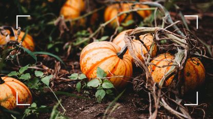 picture of pumpkins in patch