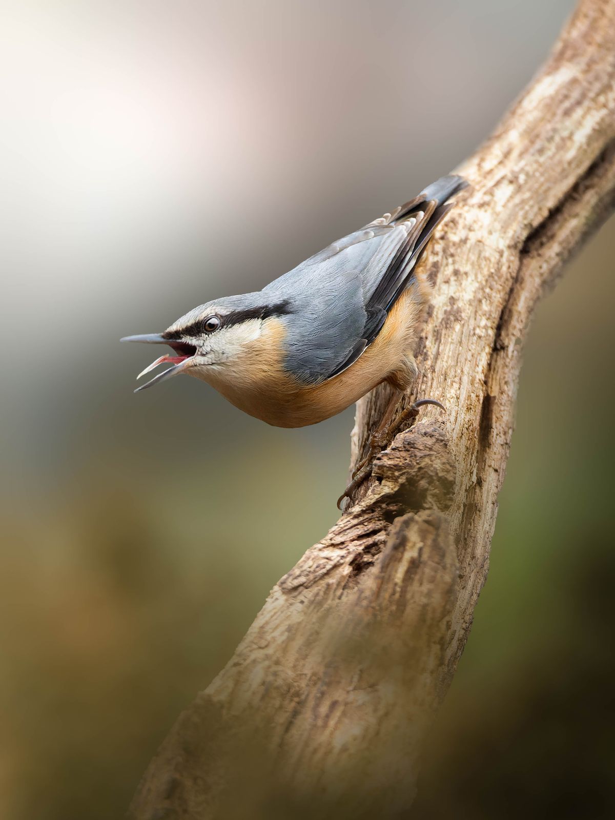 A nuthatch on a branch
