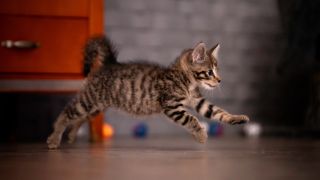 A small tabby kitten runs around the room