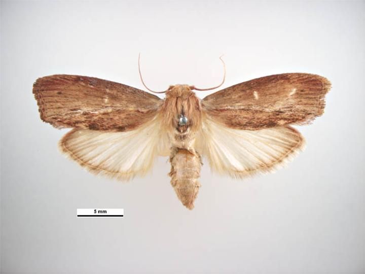 An image of a greater wax moth.